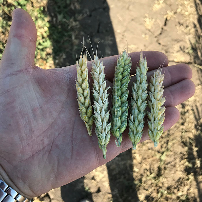 Результаты испытаний удобрений на пшенице